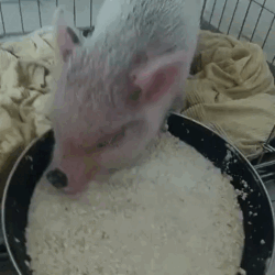 MINI PIG