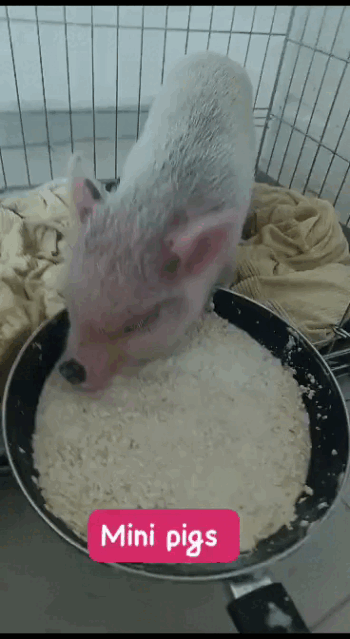 MINI PIG