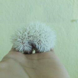 ERIZO ALBINO