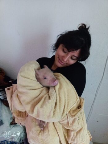 MINI PIG - Imagen 3