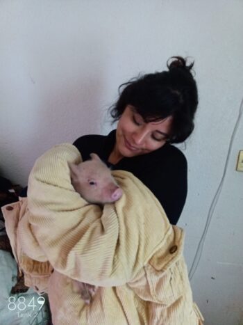 MINI PIG - Imagen 2
