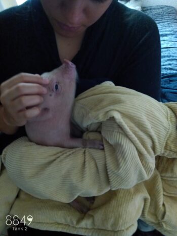 MINI PIG - Imagen 4