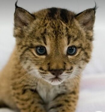 LINCE