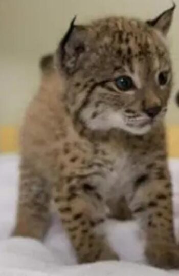 LINCE - Imagen 4