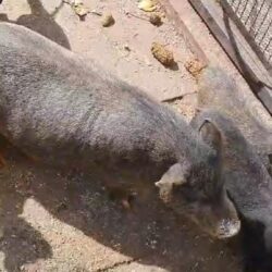 CERDO MANTEQUERO O VIETNAMITA