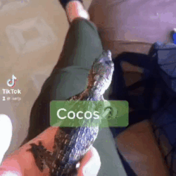 Cocodrilo Moreletti