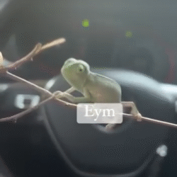 CAMALEON DE VELO