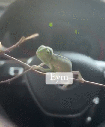 CAMALEON DE VELO