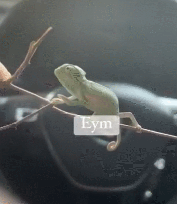 CAMALEON DE VELO - Imagen 2