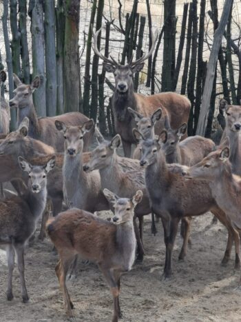 VENADO ROJO O AXAX - Imagen 2