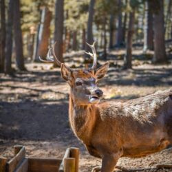 VENADO ROJO O AXAX