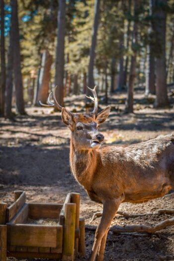 VENADO ROJO O AXAX