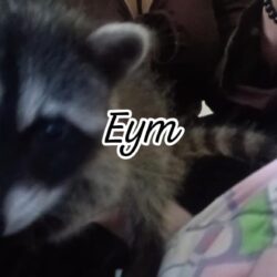 MAPACHES DE 2 MESES
