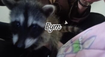 MAPACHES DE 2 MESES