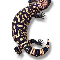 HELODERMA SUSPECTUM