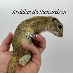 ARDILLA DE RICHARSON