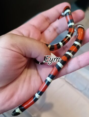 FALSA CORALILLO - Imagen 4