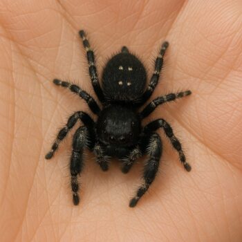 ARAÑA SALTARINA AUDAX JUVENIL - Imagen 2