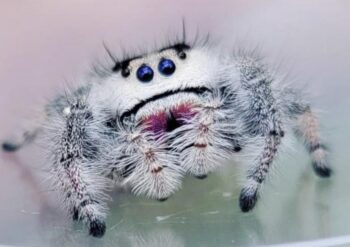 ARAÑA SALTARINA FARTILIS ADULTA - Imagen 2