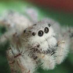 ARAÑA SALTARINA FARTILIS ADULTA