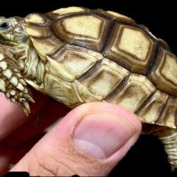 TORTUGA SULCATA CRIA