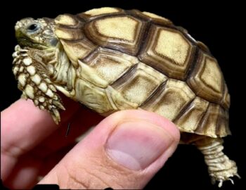 TORTUGA SULCATA CRIA